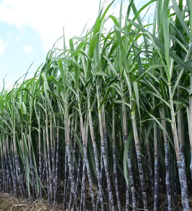 Agriculture Loans image